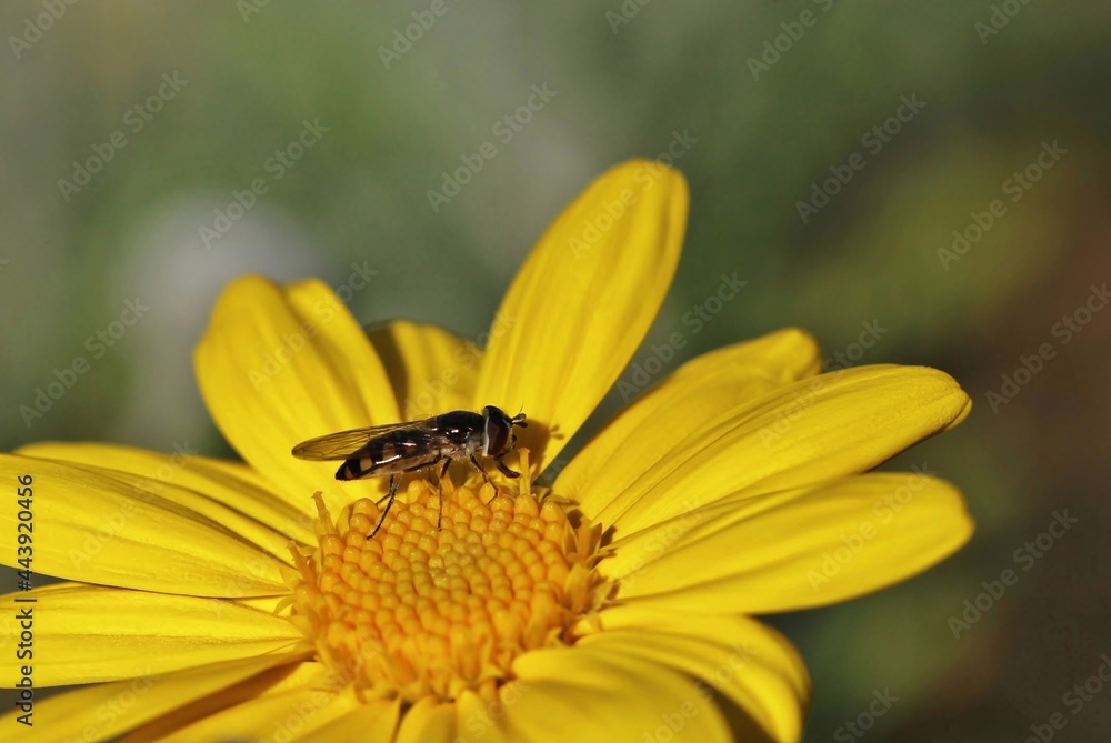Common Hover Fly (Melangyna viridiceps) tongue extended, feeding on nectar of Golden Daisy, South Australia