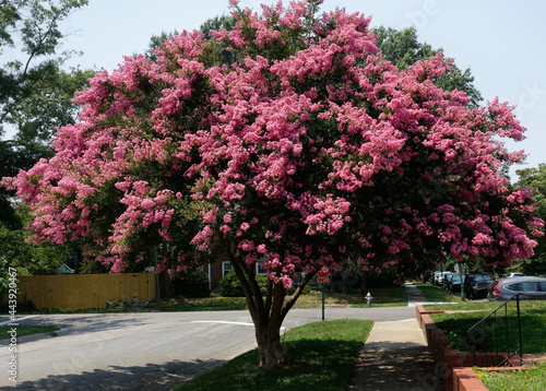 Raspberry colored crepe myrtle tree in Virginia residential neighborhood. Crape or crepe myrtles are chiefly known for their colorful and long-lasting flowers which occur in summer. © Noel