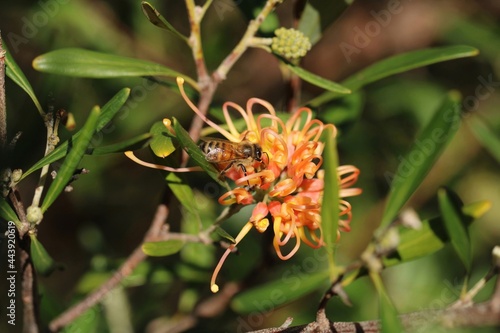 Western Honey Bee (Apis mellifera) collecting nectar from Grevillea 'Apricot Glow', South Australia