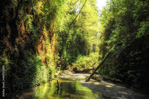 Glowing Morning in Fern Canyon, Prairie Creek Redwoods State Park, California photo