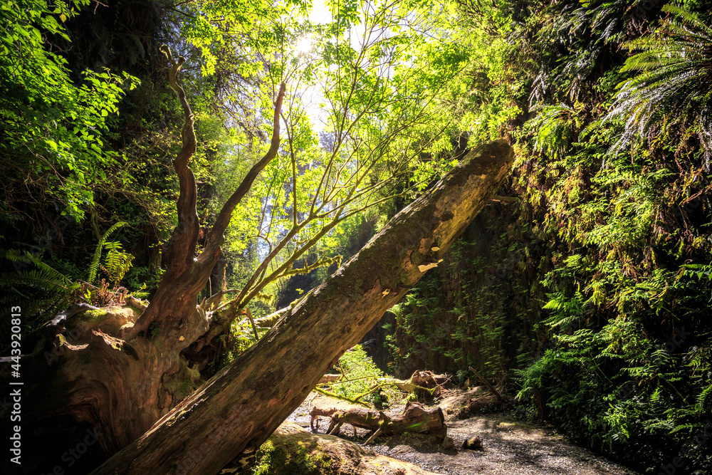 Glowing Morning in Fern Canyon, Prairie Creek Redwoods State Park, California Glowing Morning in Fern Canyon, Prairie Creek Redwoods State Park, California