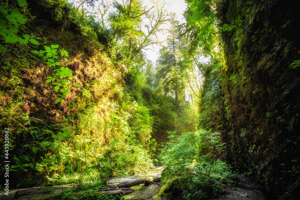 Glowing Morning in Fern Canyon, Prairie Creek Redwoods State Park, California Glowing Morning in Fern Canyon, Prairie Creek Redwoods State Park, California