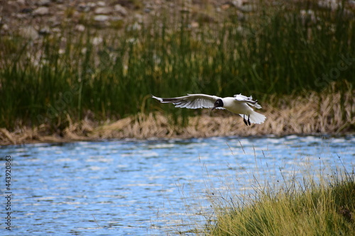 Seagull Landing in Valle Hermoso, Malargüe, Mendoza, Argentina, South America, Cordillera de Los Andes