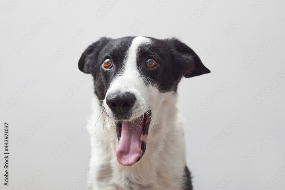Black and white dog stucking out tongue Black and white dog stucking out tongue