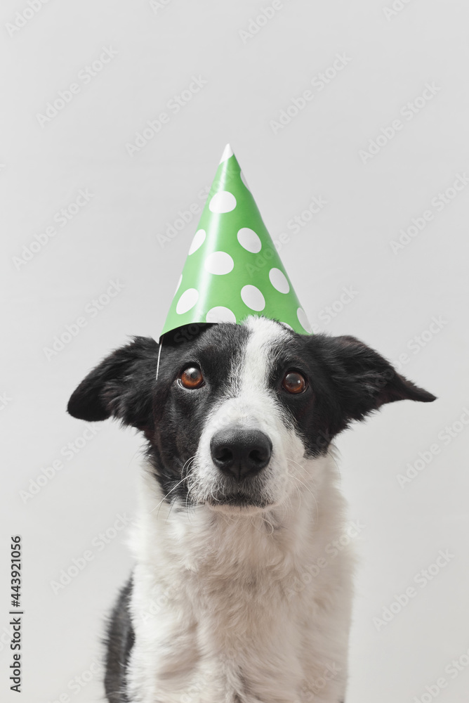 Black and white dog with green birthday cap Stock Photo | Adobe Stock
