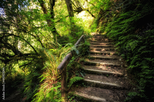 Path in the Prairie Creek Redwoods State Park in Humboldt County, California photo