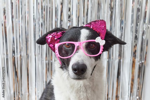 Black and white dog with glasses and ears photo