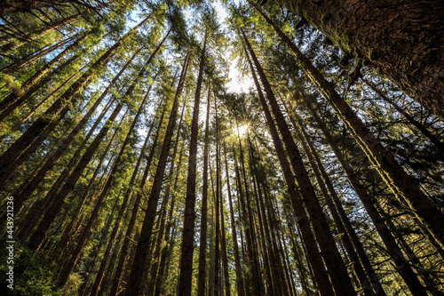 Forest at Fern Canyon  Prairie Creek Redwoods State Park in Humboldt County  California 