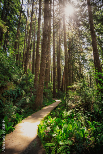 Illuminated Forest Path at Fern Canyon, Prairie Creek Redwoods State Park in Humboldt County, California photo