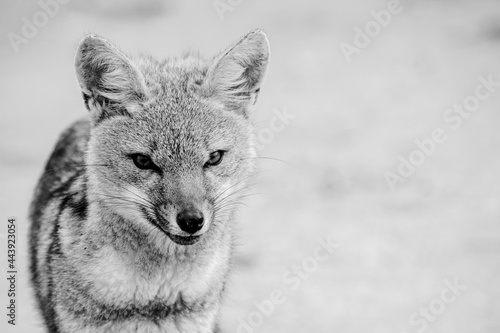 portrait fox © Jorge