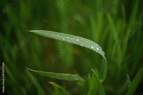 Grain leaf covered in rain photo