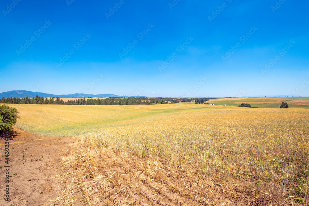 The wide sloping agricultural fields and crops in the Palouse area of Washington State near Rockford, Washington, USA