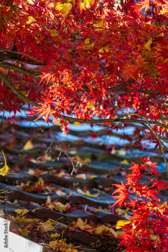 【秋イメージ】鮮やかな紅葉