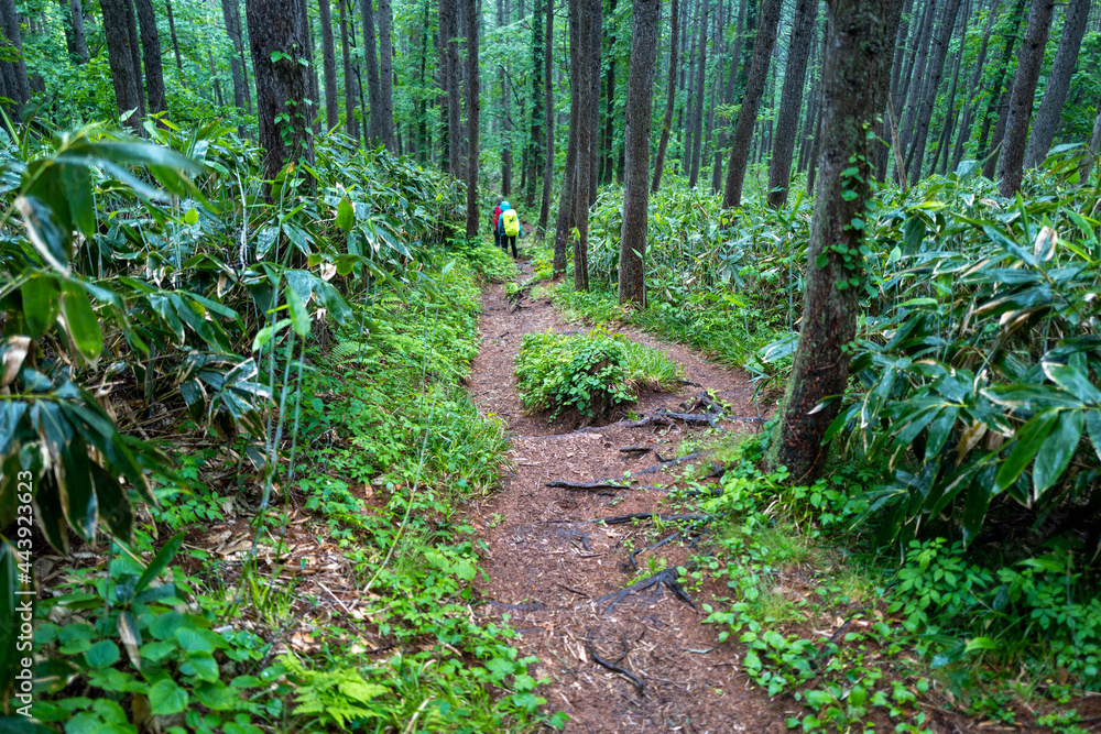 初夏の平標山の登山道 初夏の平標山の登山道