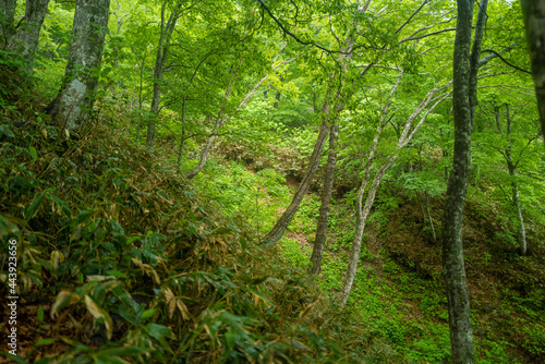 初夏の平標山の登山道