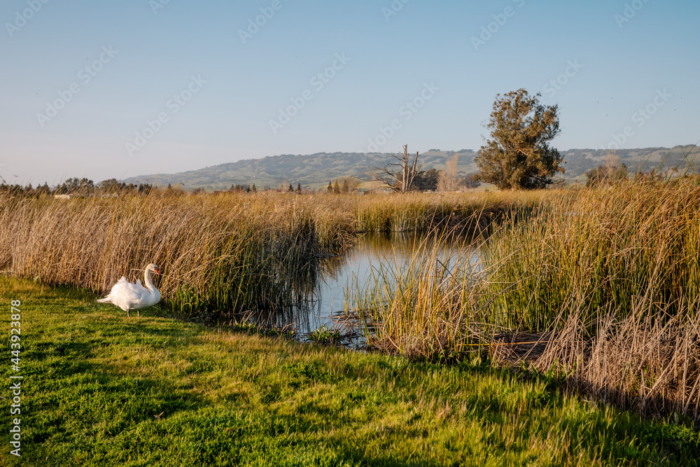 © ByLorena/Stocksy - Swan standing near grass and pond