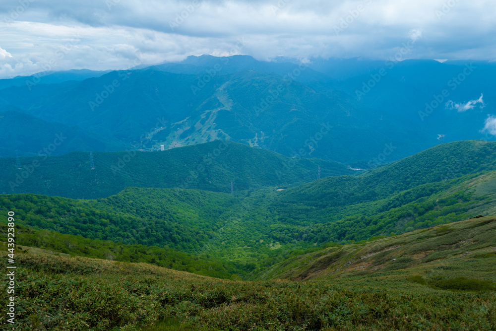 Obraz premium 初夏の平標山の登山道