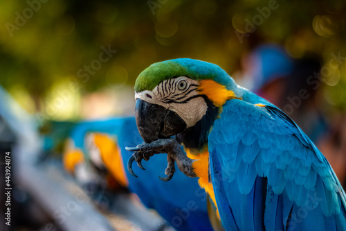 Blue-and-yellow Macaw (Ara ararauna) in Bonito, Mato Grosso do Sul, Brazil photo