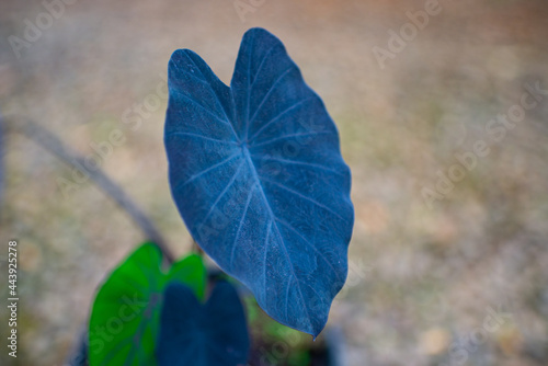 Colocasia Esculenta