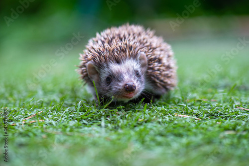 a wonderful hedgehog is running in a beautiful meadow