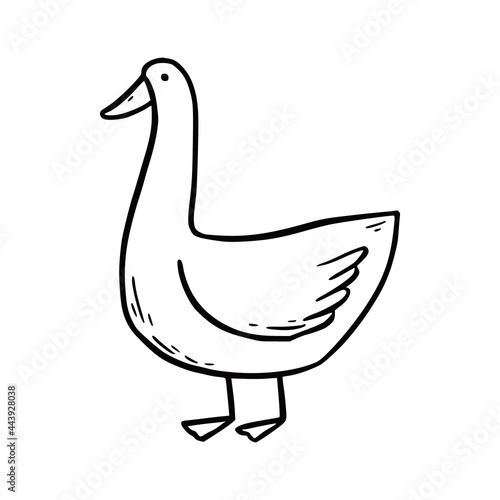 Hand drawn farm bird goose. Doodle sketch style. Drawing line simple goose icon. Isolated vector illustration.
