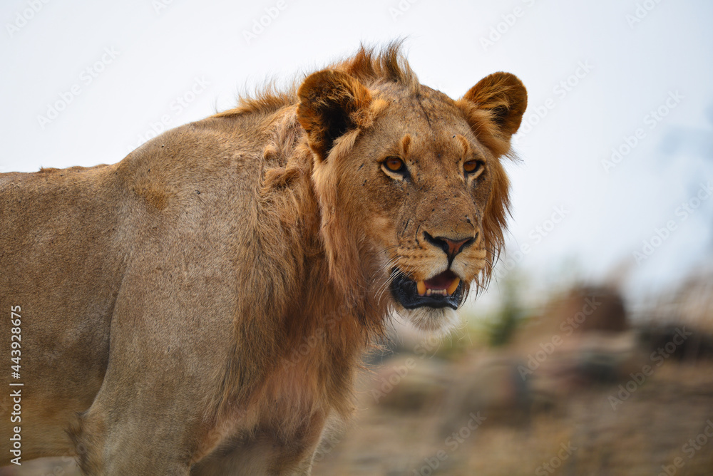 Portrait of a lion on the grasslands of central Kruger National Park, South Africa Portrait of a lion on the grasslands of central Kruger National Park, South Africa