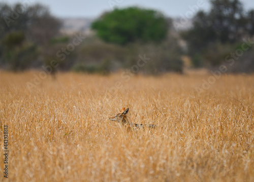 A black-backed jackal  Lupulella mesomelas  on the grasslands of central Kruger National Park  South Africa