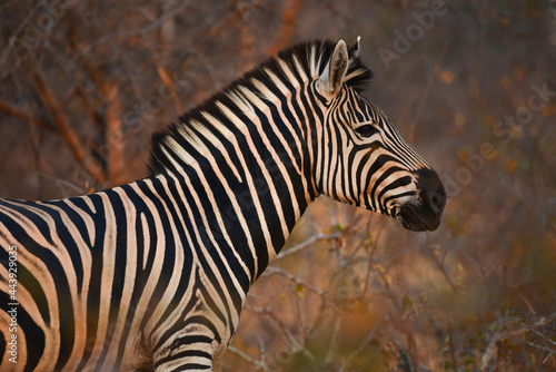 A Burchell s zebra at sunrise on a wildlife reserve  Greater Kruger area  South Africa