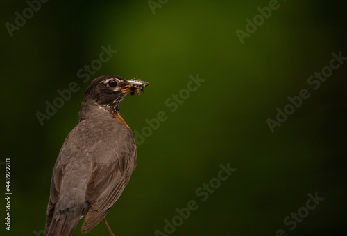 Midday robin with grasshopper in mouth © Dustin