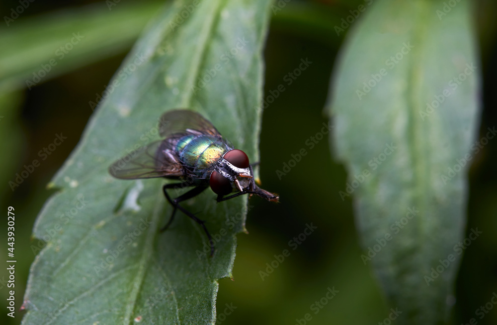The microscopic insect world under the lens, flies The microscopic insect world under the lens, flies