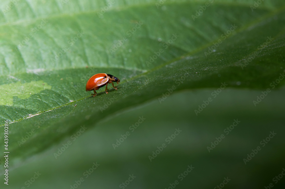 The microscopic insect world under the lens, the beetle The microscopic insect world under the lens, the beetle