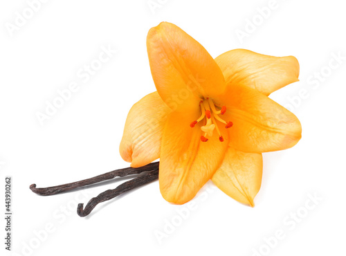 Lily flower and vanilla sticks on white background