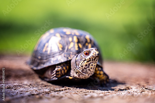 Box turtle on a wooden log