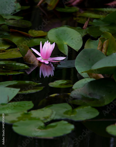 Water lily Pond lily