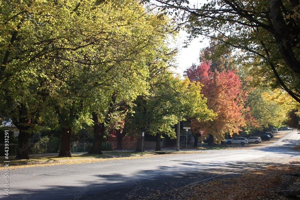 Autumn colours in the historic gold mining town of Beechworth, north-east Victoria, Australia.