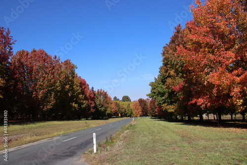 Autumn colours near the small town of Stanley in north-east Victoria  Australia.