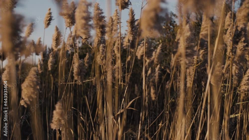 Reeds blow in the wind, slow motion, camera pans left Reeds blow in the wind, slow motion, camera pans left