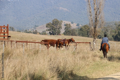 Rural scene near Dandongadale in north-eastern Victoria, Australia.
