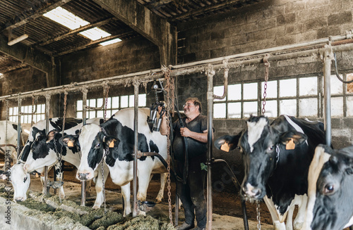 A farmer preparing to milk a cow photo