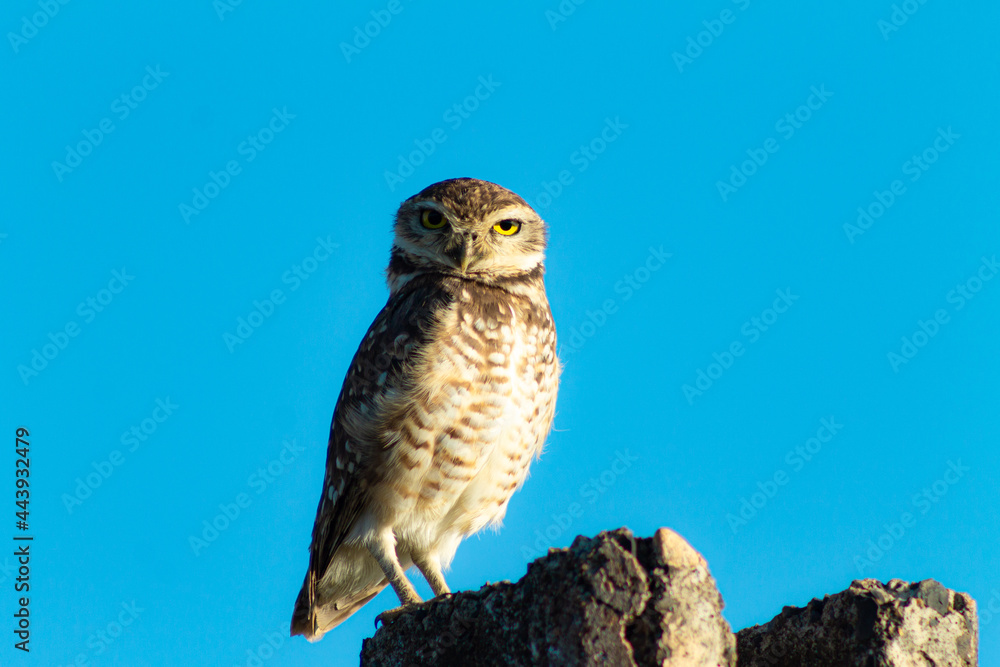 Fototapeta premium Owl