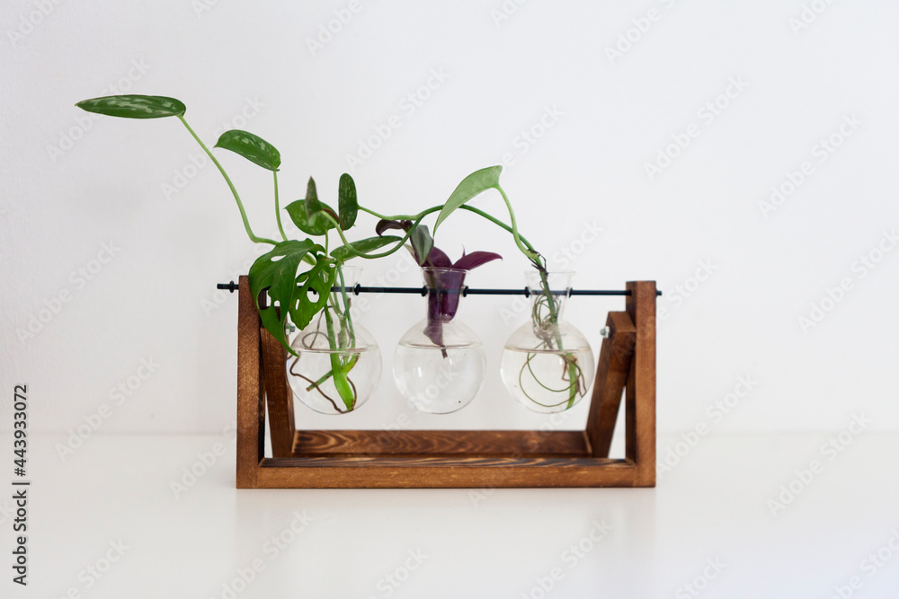 A monstera monkey leaf and a Pothos Argyraeus and a tradescantia in a hydroponic pot A monstera monkey leaf and a Pothos Argyraeus and a tradescantia in a hydroponic pot