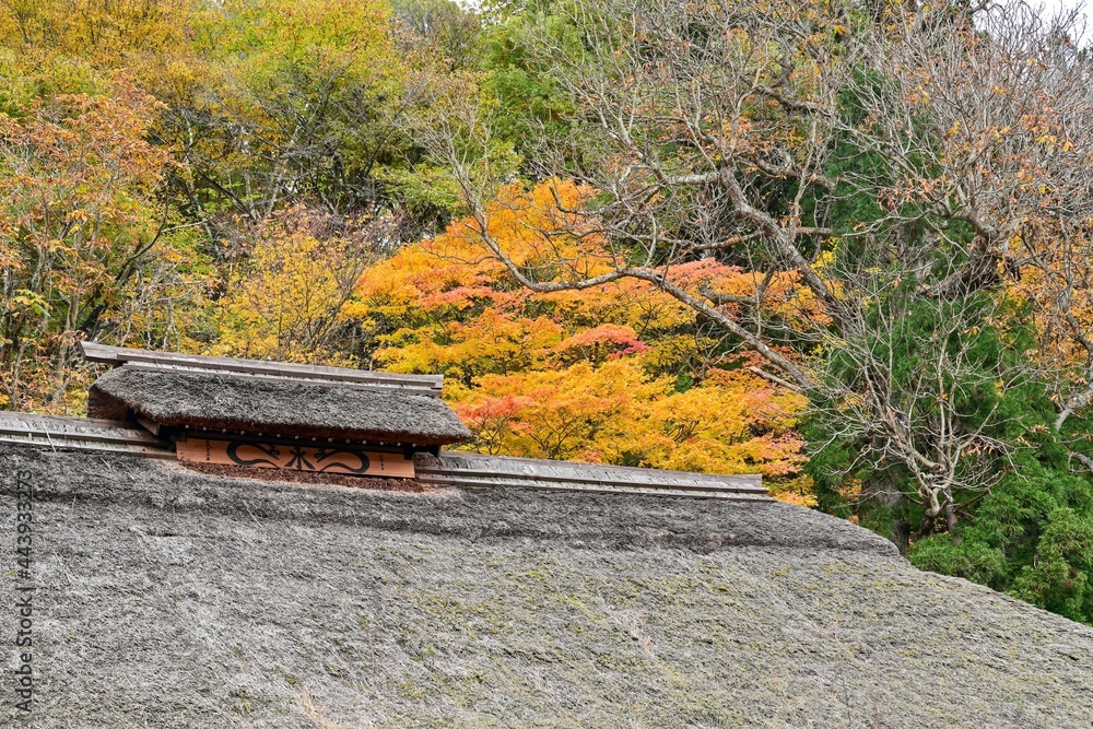 Fototapeta premium 大内宿で見たカラフルなモミジの紅葉と茅葺屋根のコラボ情景＠福島
