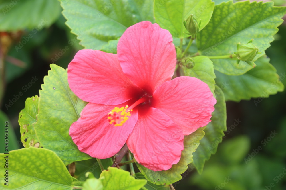Hibiscus flower (Malvaceae sp.), Lord Howe Island, Australia. Hibiscus flower (Malvaceae sp.), Lord Howe Island, Australia.