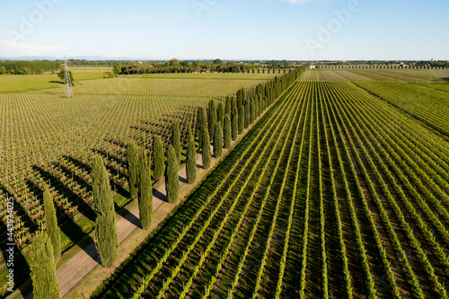 Aerial view of Boulevard among the vineyards photo