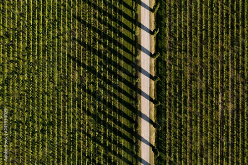 Tree-lined road between the vines photo