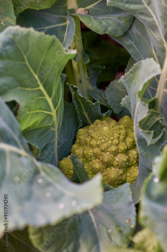 Heirloom Romanesco Broccoli plant photo