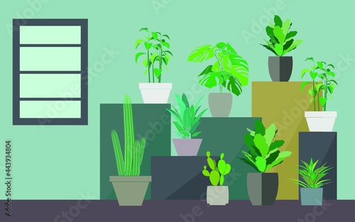 Variety of indoor plants in pot