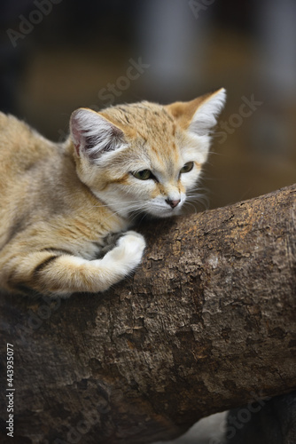 Sand cat in a zoo © Tonic Ray Sonic