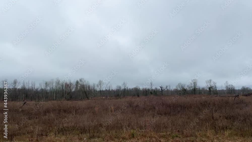 Pan of cleared land where trees have been cut down and distant buildings Pan of cleared land where trees have been cut down and distant buildings