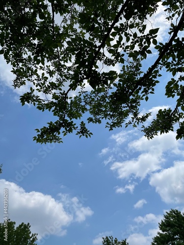 sky and trees